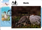 Dr Jim Stamps Maximum Card Spotted Sandpiper 2V Set Fdc