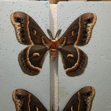Hyalophora Cecropia The Robin Moth Set Specimen Moth Insect 