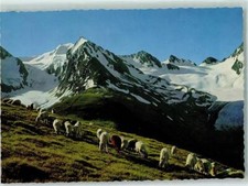 10279200 - Obergurgl Tiroler Bergschafe Blick von der Hohen Mut auf dem Gasibeg