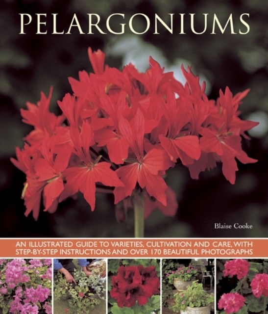 Pelargoniums by Blaise Cooke (Paperback Book) - Image 4