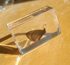 Real Butterfly Bug Insect Preserved in Resin  Paperweight Animal Amber Plastic