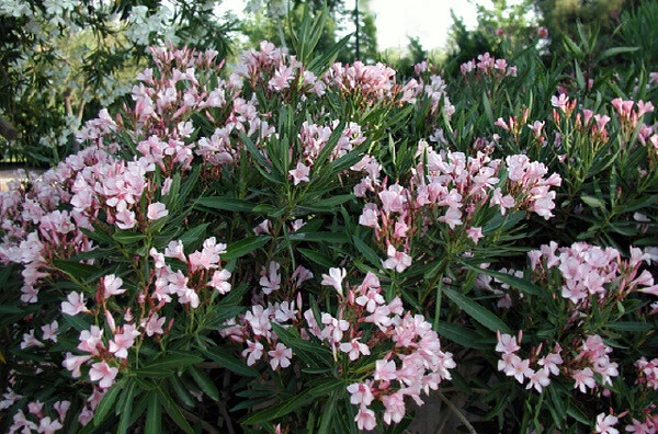 Nerium Oleander Soft Pink Beauty seeds pkt of 50 Soft Pink - Image 4 of 4