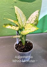 Aglaonema White Monster