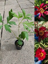 Paeonia Delavayi Red Flower Tree Peony Woodland Shrub in 9cm