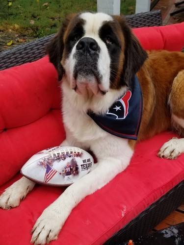 NFL Houston Texans Over the Collar Pet Bandana L/XL CLEAN, Dog Not Included :)