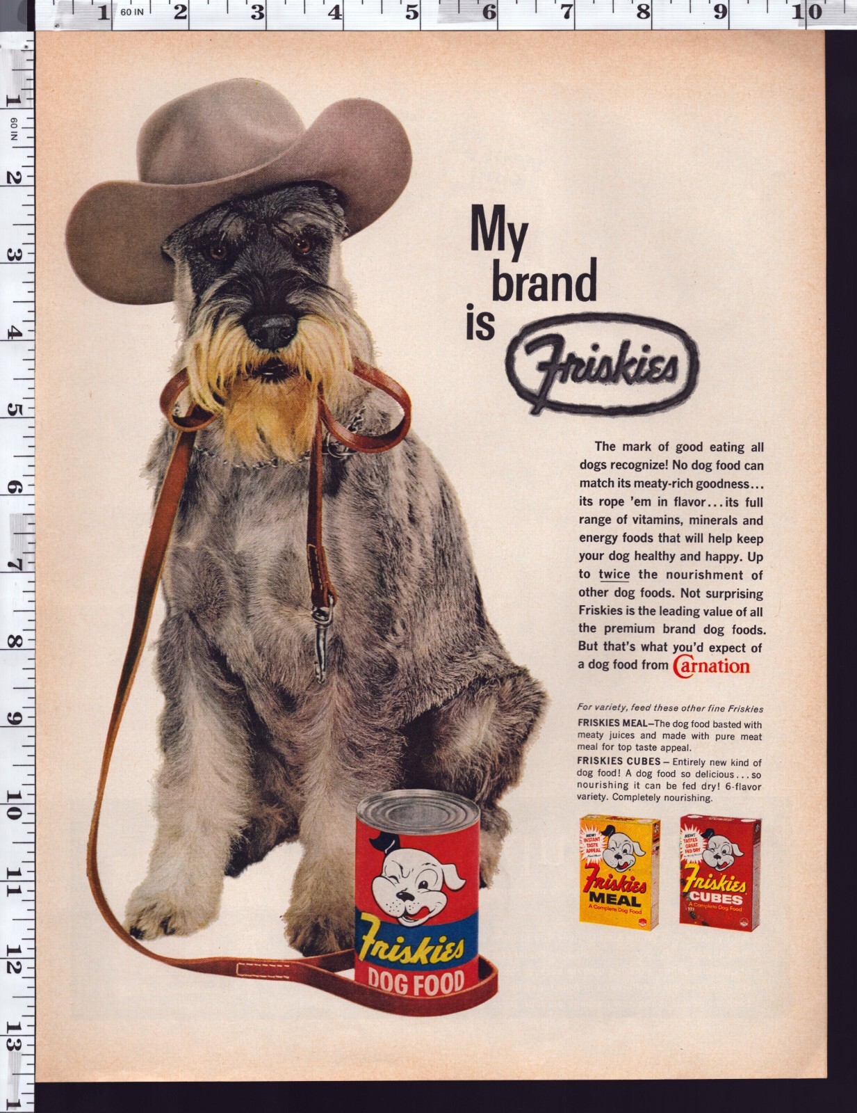 Schnauzer  Usa