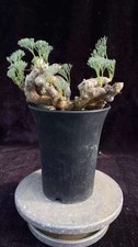 Rare Live House Plant Monsonia multifida WYSIWYG Caudex Boutique Own Root