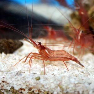 TRUE PEPPERMINT SHRIMP AIPTASIA EATER LIVE MARINE CLEAN UP CREW REEF CORAL TANK  eBay