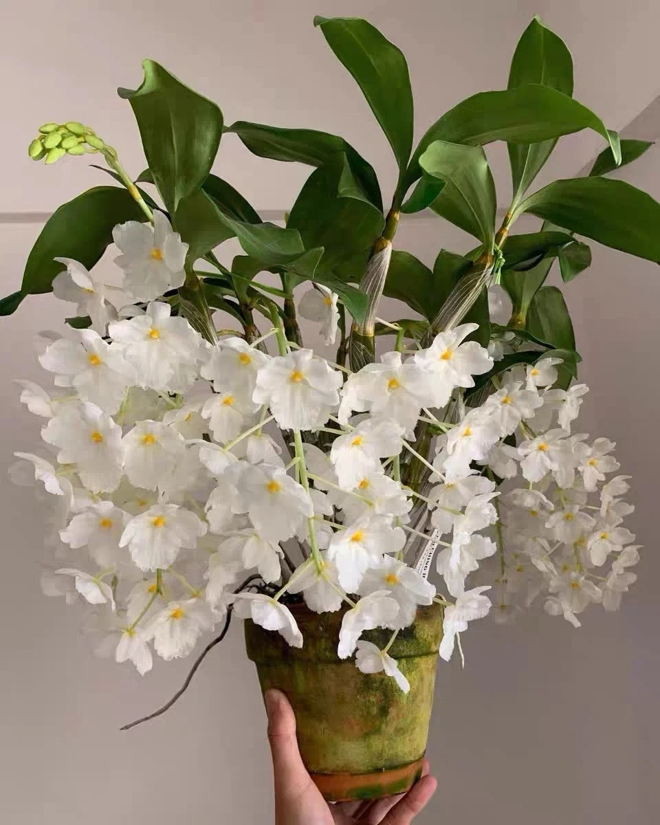 Dendrobium farmeri fma. petaloid-album Rare Orchid Thailand Blooming Size
Opens in a new window or t