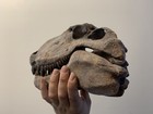 Foto 5 di 5