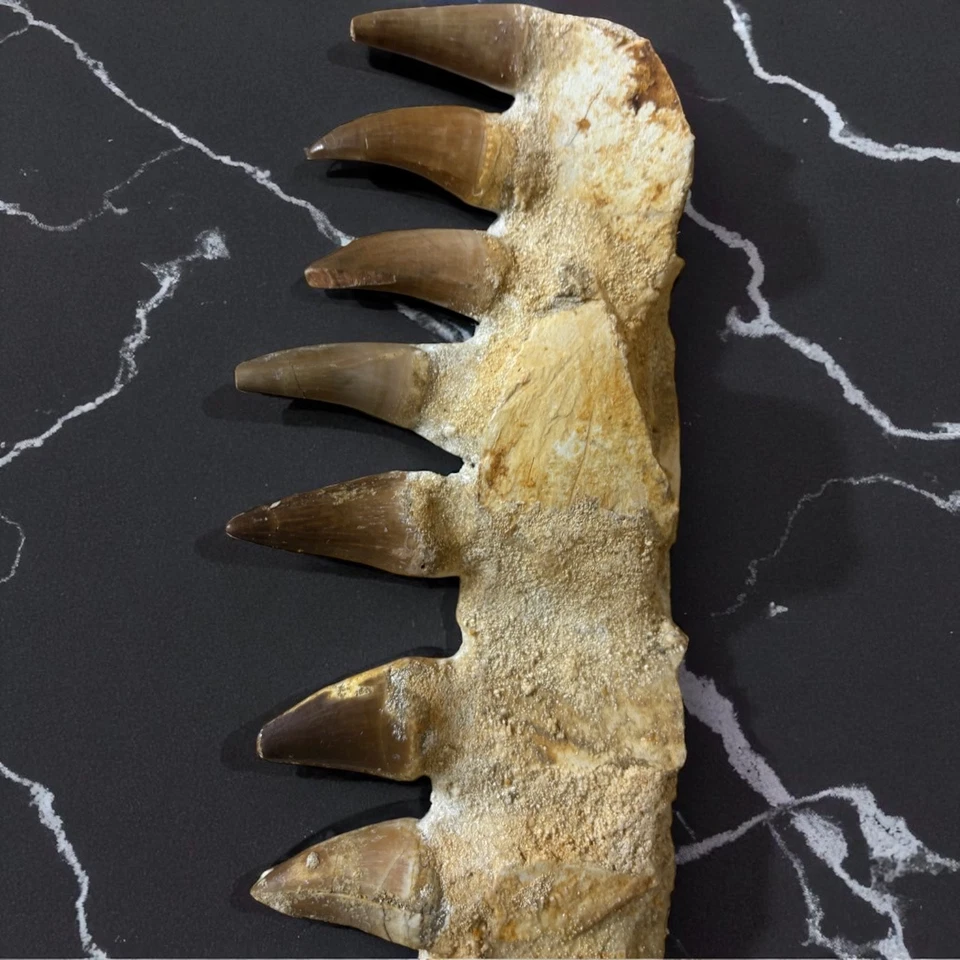 Fossilized Mosasaur Jaw with Teeth – Authentic Prehistoric Marine Reptile Fossil - Image 3 of 4