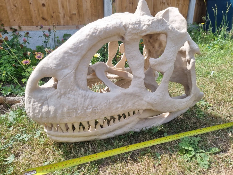 Majungasaurus skull Full Size!! Replica Dinosaur Skull - Image 2 of 4