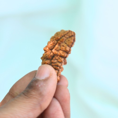 1 Mukhi Rudraksha Bead | Natural One Faced Nepal Bead, Lab Certified & Pure - Picture 3 of 6