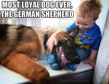 German shepherd  refrigerator magnet 3 1/2 x 3 1/2 