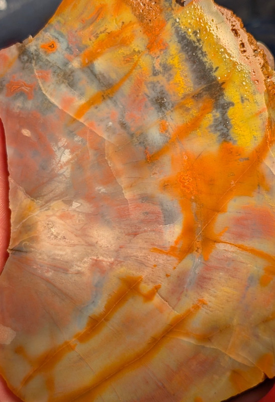 The Good Old Stuff: Rainbow Petrified wood slab/Lot 8