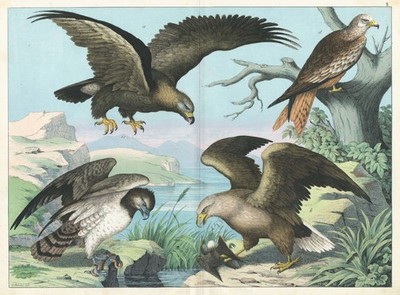 Antique Print ''Ornithology II - Birds of Prey'' G.H. Schubert, c. 1890