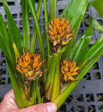 Ronnbergia deleonii-handsome north Andean bromeliad-orange fruits, rare in cult.
