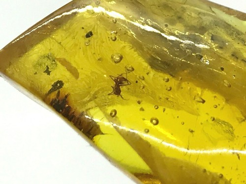 BALTIC AMBER Piece Fossil Insect Inclusion Lovely Gift Natural Stone 5,2g 14549 - 第 2/12 張圖片