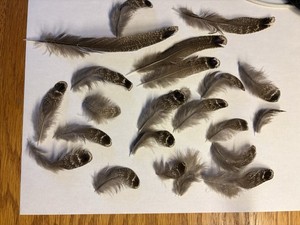 grey peacock pheasant feathers