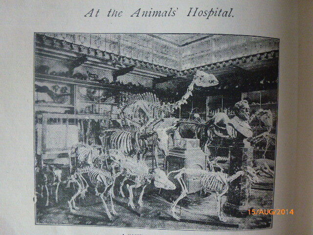 Royal Veterinary College Vet Victorian Illustrated Article 1891 Animals Hospital