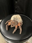 TY Beanie Baby Hairy the Spider Tarantula 2000 Plush 6" Vintage RARE