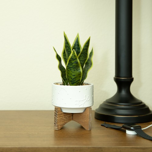 Flora Bunda 10" Artificial Snake Plant in 4" Constalition Ceramic Pot Wood Stand - Picture 2 of 4