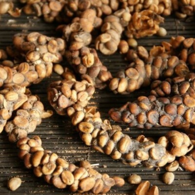 Buy Authentic Kopi Luwak Coffee Arabica Gayo Aceh 100g Wild Civet