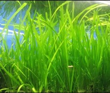 Buy 2 get 1 Free Jungle Vallisneria- Live aquarium Plant-Beginner level