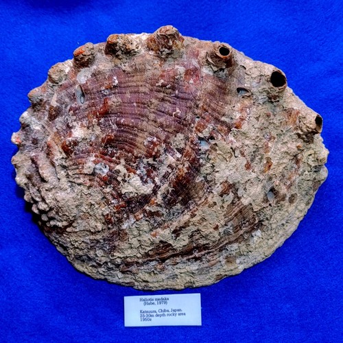 Haliotis madaka 213mm Rare Species GIANT!! Abalone shell Sea shells