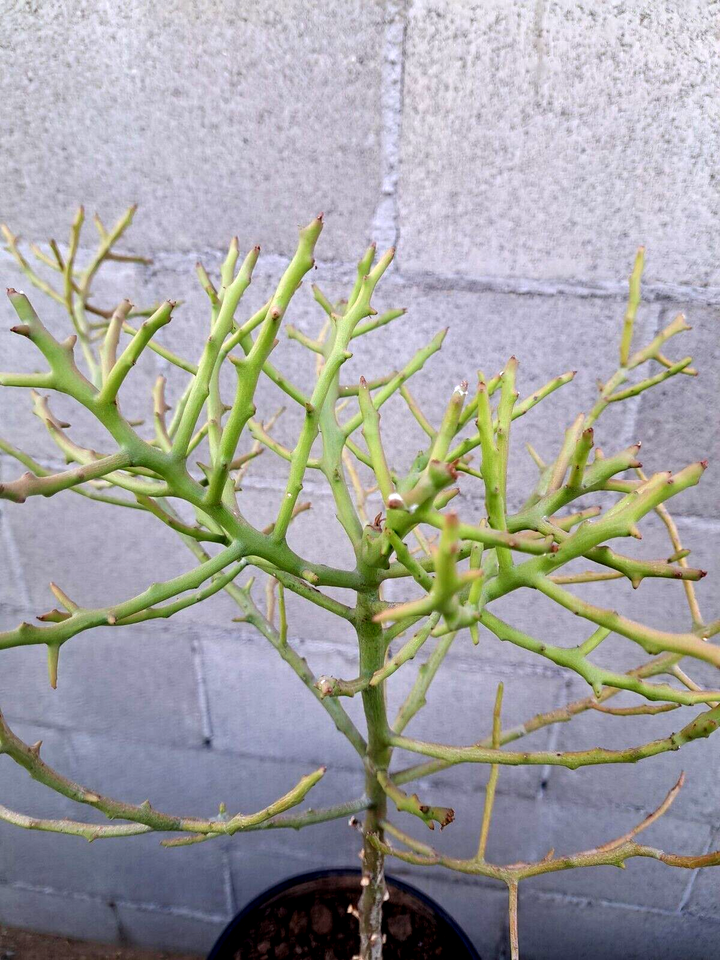 Euphorbia Briar Patch Tree Plant Hybrid Tirucalli x Stenoclada 25