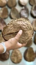 Indian Almond Leaves A Catappa Ketapang Leaf Shrimp Betta Fish Aquarium Care