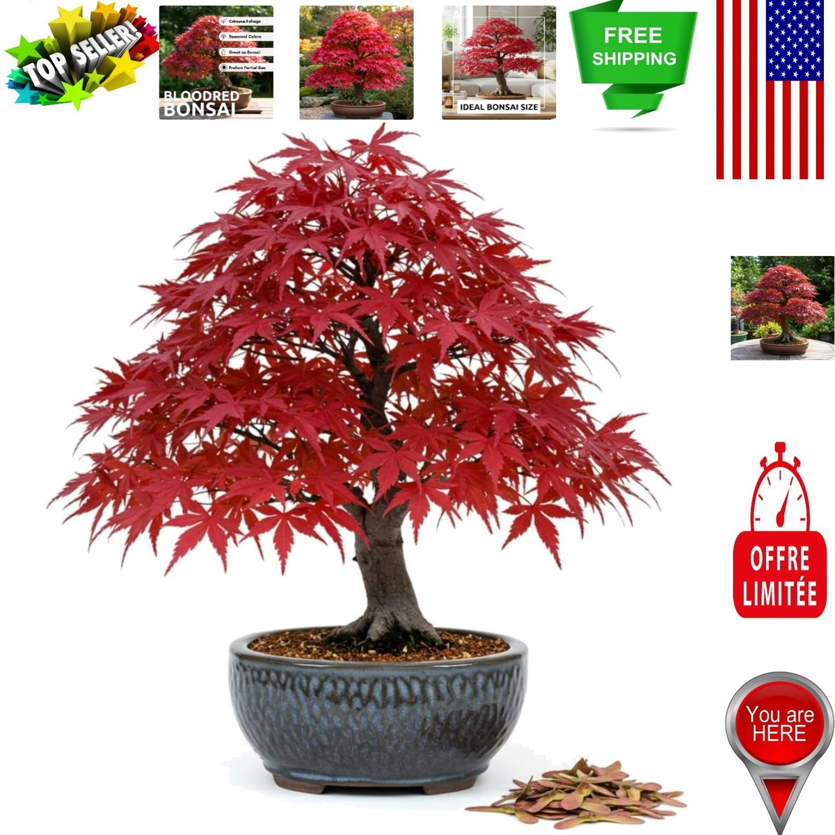 20+ Japanese Red Maple Seeds - Bonsai Tree Seeds with Vibrant Red