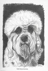 Dandie Dinmont Terrier "Head Study" - Custom Matted - 1962 Vintage Dog Art Print