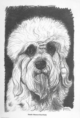 Dandie Dinmont Terrier "Head Study" - Custom Matted - 1962 Vintage Dog Art Print