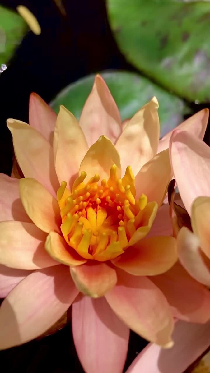 waterlily様 Chalily Live Aquatic Hardy Water Lily | Pre-Grown, Pre