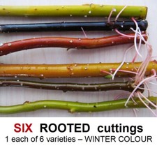 Willow Tree ROOTED cuttings WINTER COLOUR Curly Corkscrew Black Scarlet Golden
