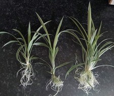 3 x healthy rooted spider plant cuttings