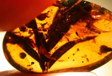 Large Plant Sprig Leaf in Burmese Amber Fossil from Dinosaur Age