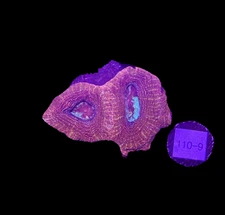 WYSIWYG Red Acan Bowerbanki Live Coral Frag Bright SPS LPS Reef Aquarium Tank