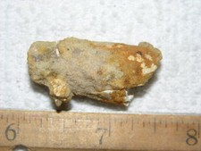 Dinosaur fossil tooth Spinosaurus Cretaceous Era bigger 1.5 inch long E19