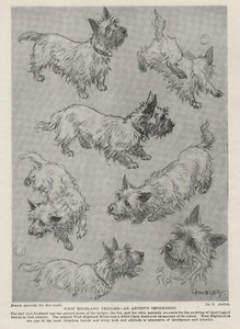 West Highland Terrier Sketch - 1934 Vintage Dog Art "Photo" Print CUSTOM MATTED