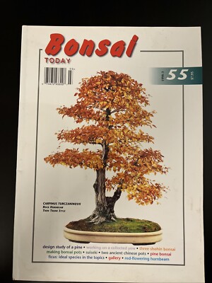 pianta bonsai Pinus Pentaphylla Y11 cm. 140 Bonsai da giardino. Costi di pedizione d   Floricoltura Lampugnani