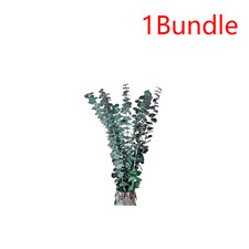 10 PCS Dried Eucalyptus Bundle Relieve Stress Preserved Eucalyptus Stems Shower