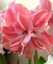 Blue Buddha Farm: Amaryllis 'First Love' Bulb - Romantic Pastel Pink & Cream