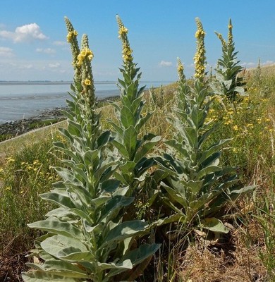 Mullein Leaf Wild Crafted Dried Cut ~ Verbascum Thapsus ~ Collected 5-6-26