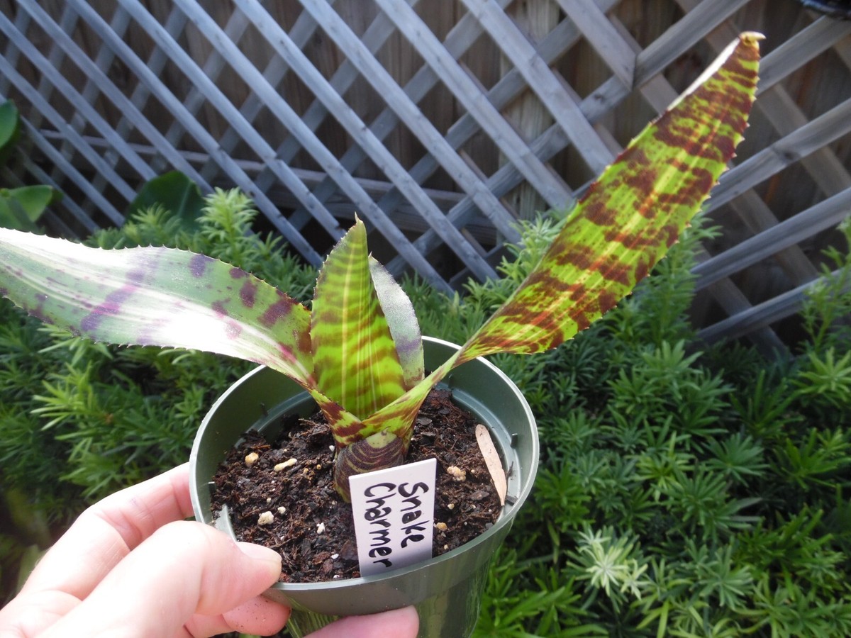 ブロメリア・エアープランツ Neoregelia Snake Charmer No variegated Neoregelia Snake Charmer No variegated - メルカリ