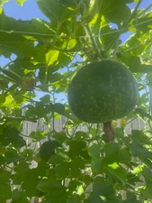 20 Winter Melon Wax Groud seeds; Taro Pandan Fragrance ( bi dao dua )