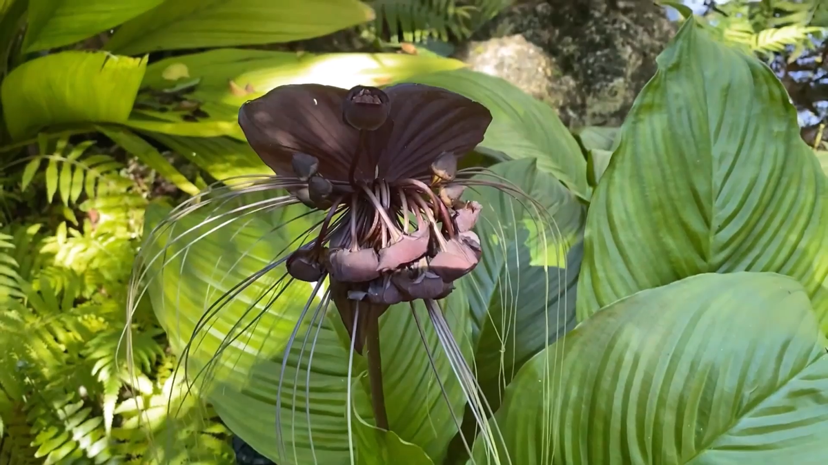 Tacca Chantrieri 10 Seeds, The Greenhouse Black Bat Plant TROPICAL