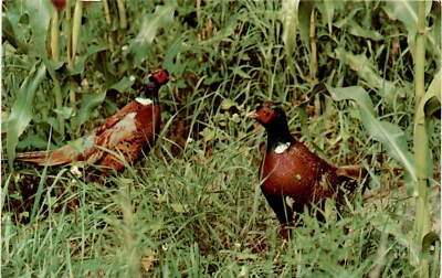 Vibrant Ring-necked Pheasants Postcard - Popular Gamebird!