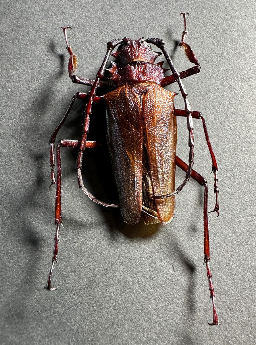 REAL Psalidognathus friendi MALE Dark Red Beetle 43mm Insect Bug